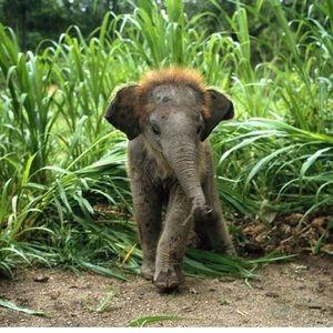 Meet your Posher, Iryna